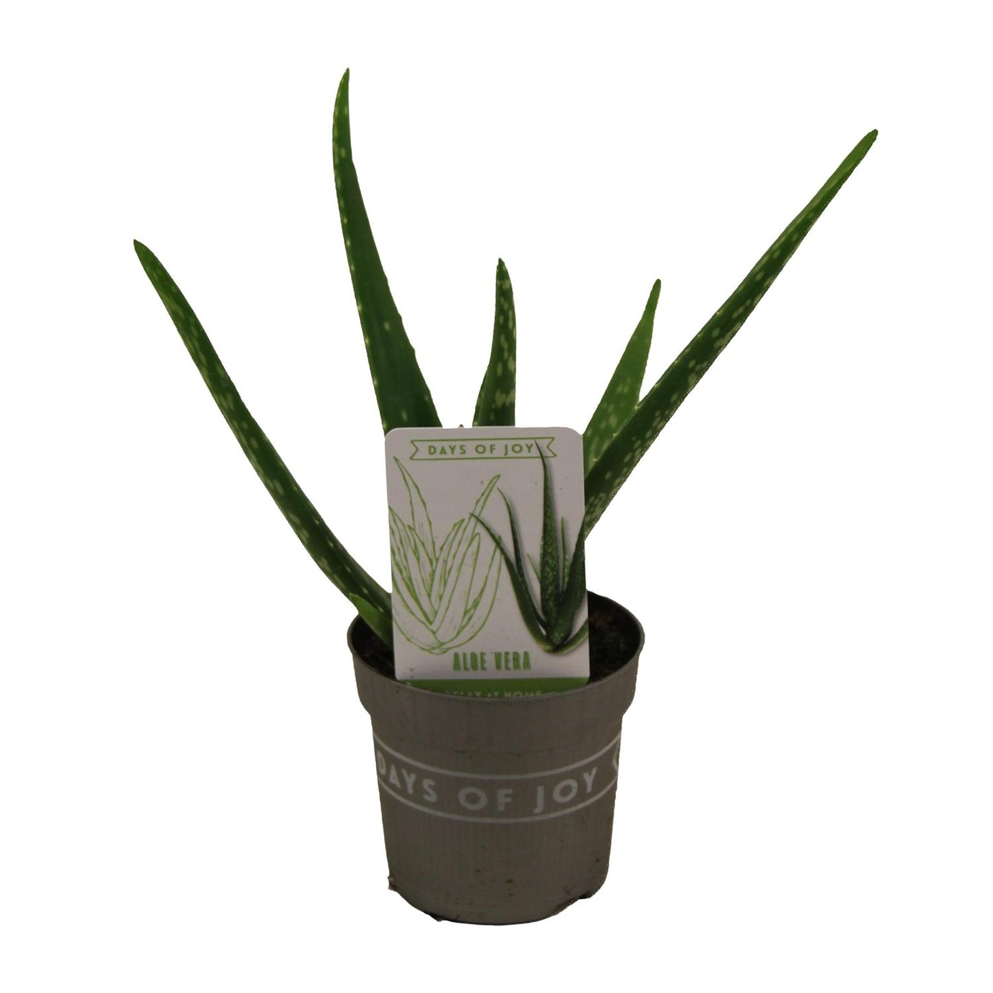 Aloe Vera - Ø10,5cm - ↕30cm - Pflanzfix24