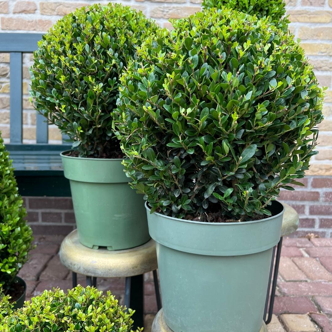 2x Ilex crenata 'Jenny' Kugel XL | Set mit 2 Stück | 25 cm Ø - Pflanzfix24.de - Pflanzfix24.de