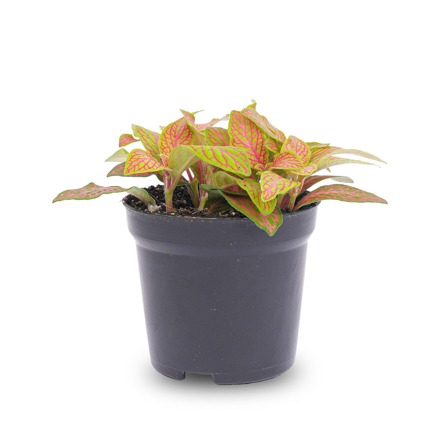 Fittonia Oranje - Roze - Ruby Lime - Mozaiekplantje - Potmaat 8 | Pflanzfix24.de - Pflanzfix24.de