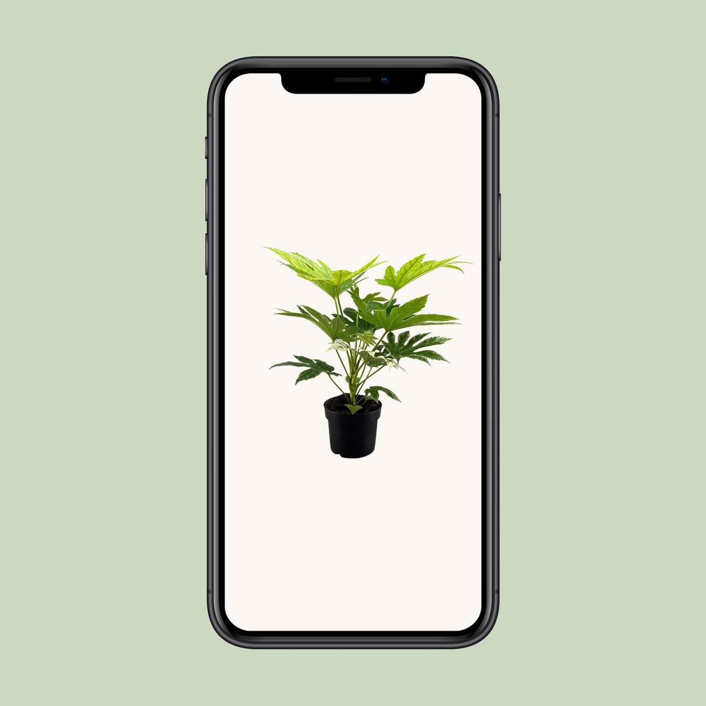Fatsia Japonica Spider Web - Ø17cm - ↕50cm - pflanzfix24