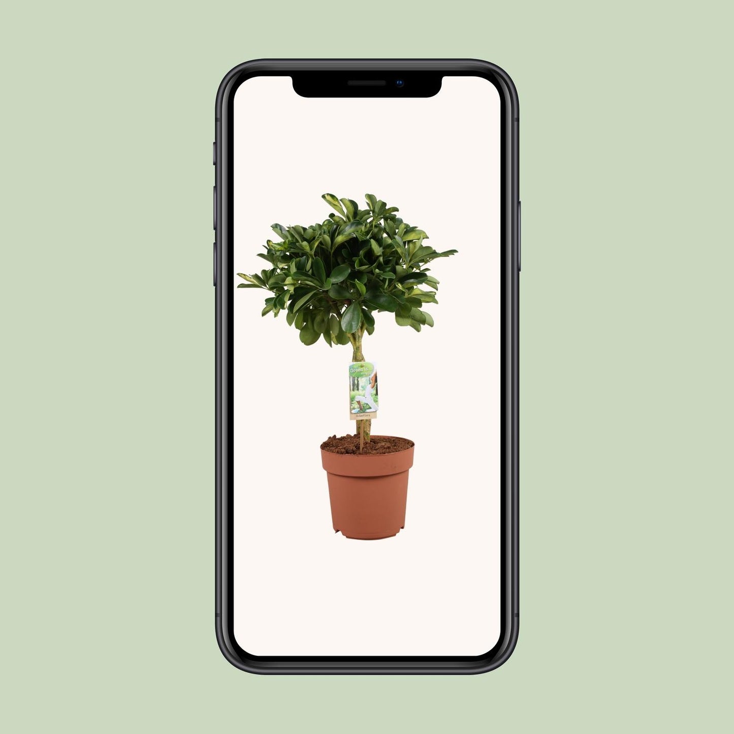 Schefflera Arboricola Gerda - Ø21cm - ↕80cm | Pflanzfix24