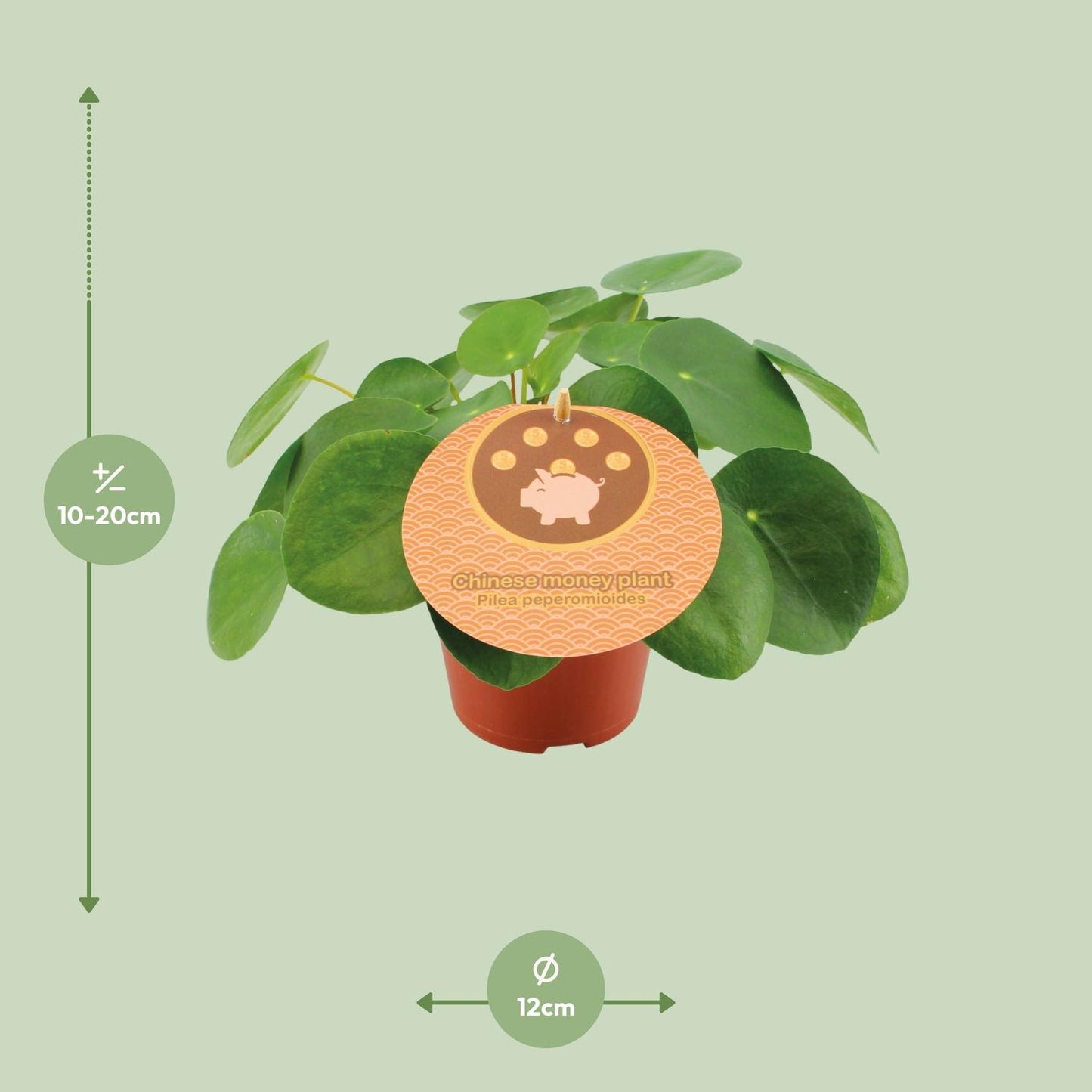 Pilea Peperomioides Ø12cm – Trendige UFO-Pflanze für Innenräume | Pflanzfix24 - Pflanzfix24.de