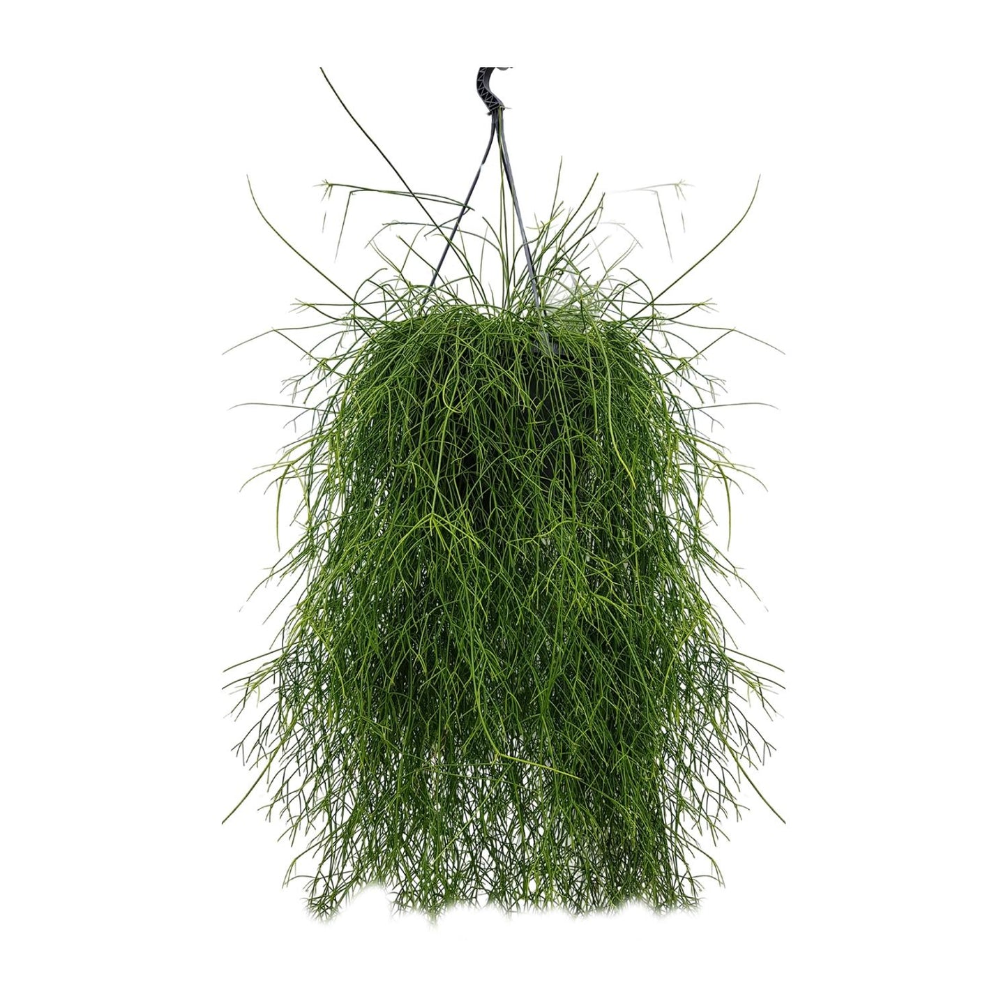 Rhipsalis Cassutha 25cm - Ø25cm - ↕60cm - Pflanzfix24