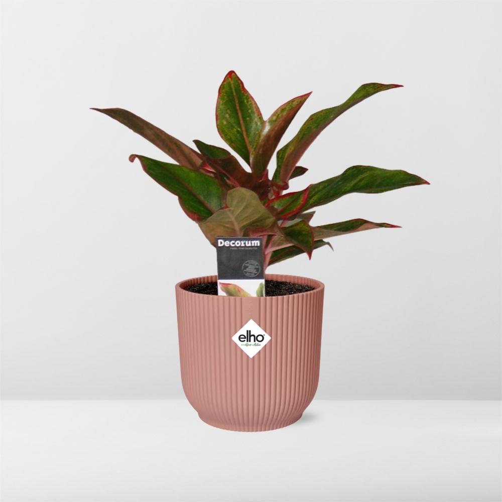 Aglaonema Crete in ELHO Vibes Fold 14cm roze - Pflanzfix24