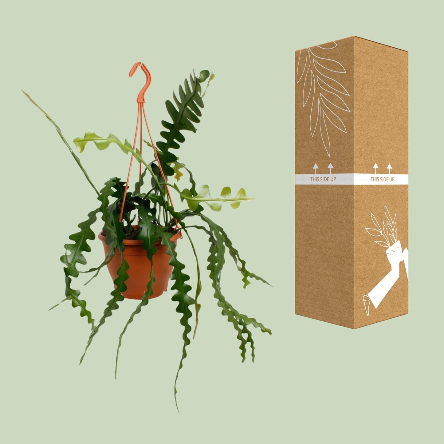 Epiphyllum Anguliger - pflanzfix24