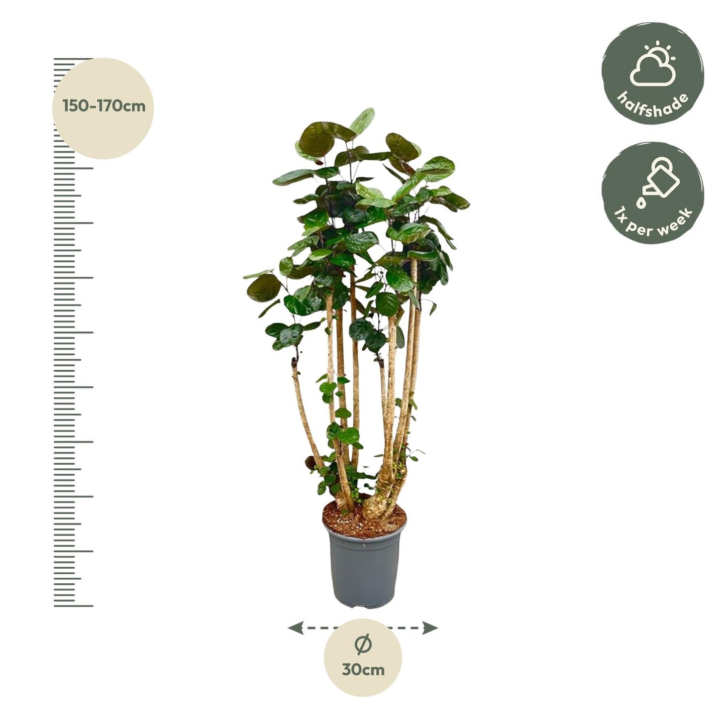 Polysicas Fabian XXL 160cm Ø30 – Indoor Grünpflanze | Pflanzfix24