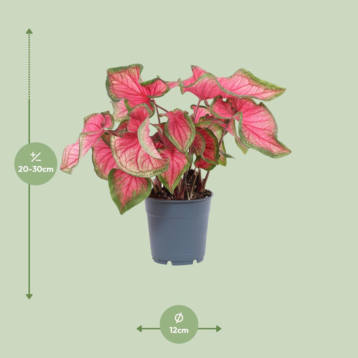 Caladium Sweetheart - Ø12cm - ↕25cm bei Pflanzfix24