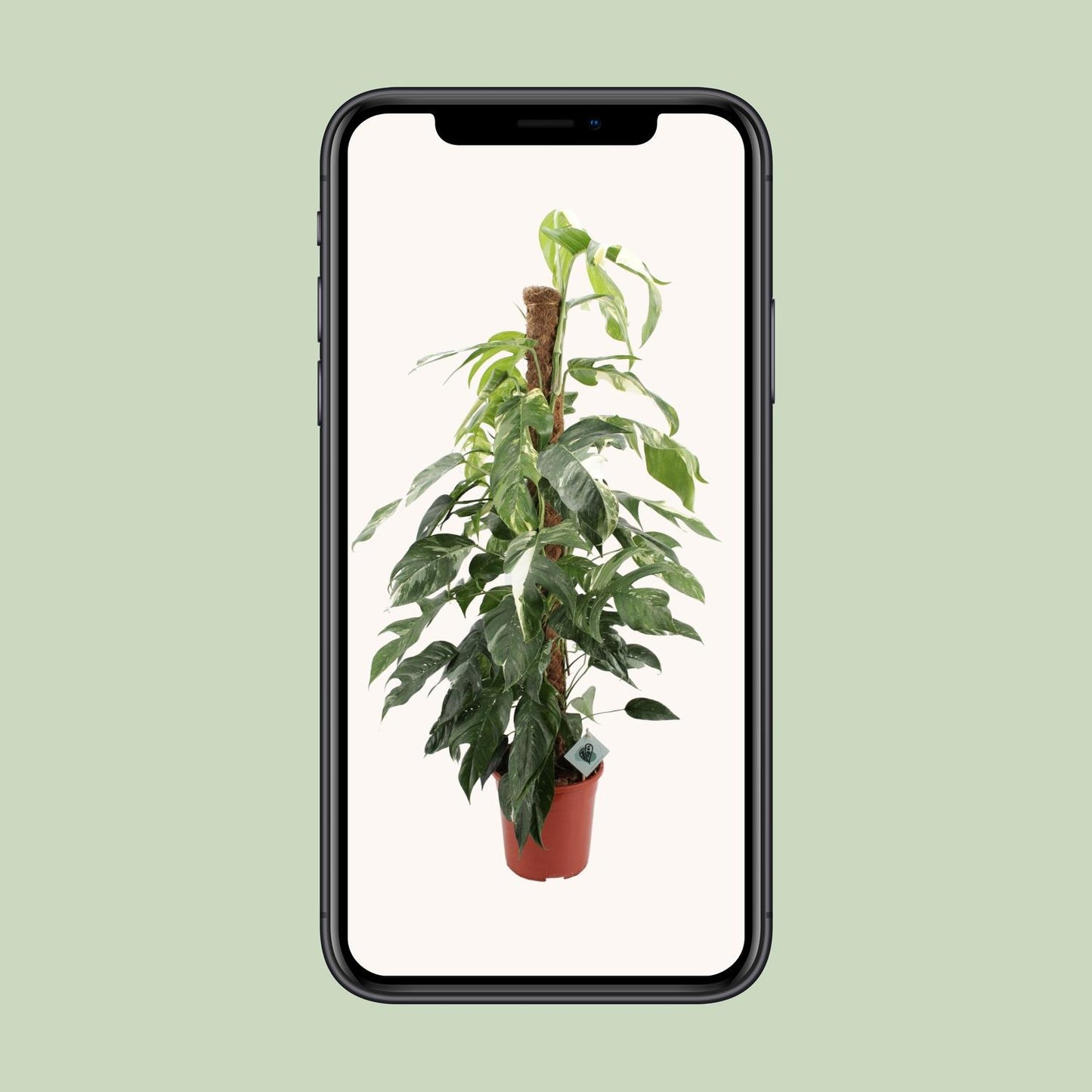Epipremnum Pinnatum Albo Variegata - Ø24cm - Pflanzfix24.de - Pflanzfix24.de