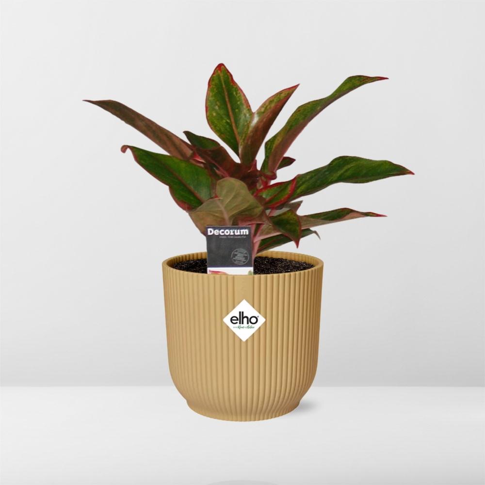 Aglaonema Crete in ELHO Vibes Fold 14cm geel - Pflanzfix24