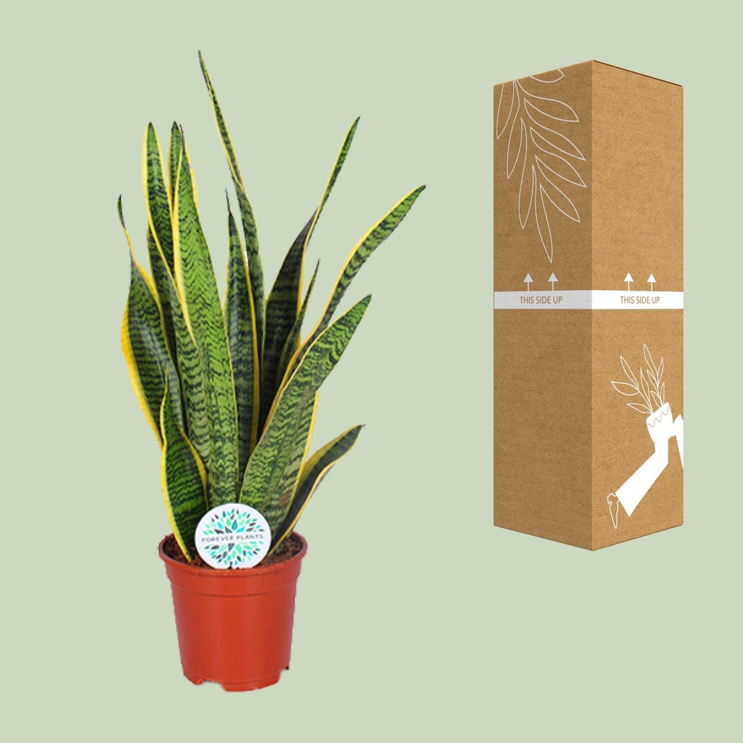 Sansevieria Trifasciata Laurentii Ø17cm | Luftreinigende Zimmerpflanze - Pflanzfix24
