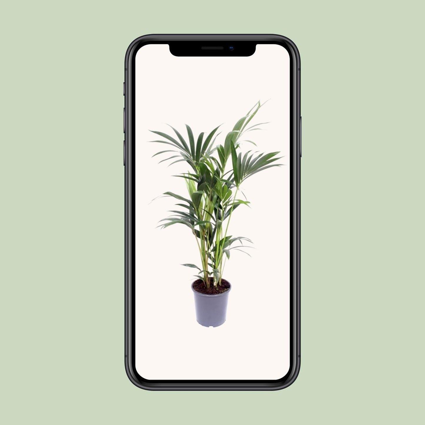 Kentia-Palme - Howea Forsteriana - Ø21cm - ↕120cm - Pflanzfix24.de - Pflanzfix24.de