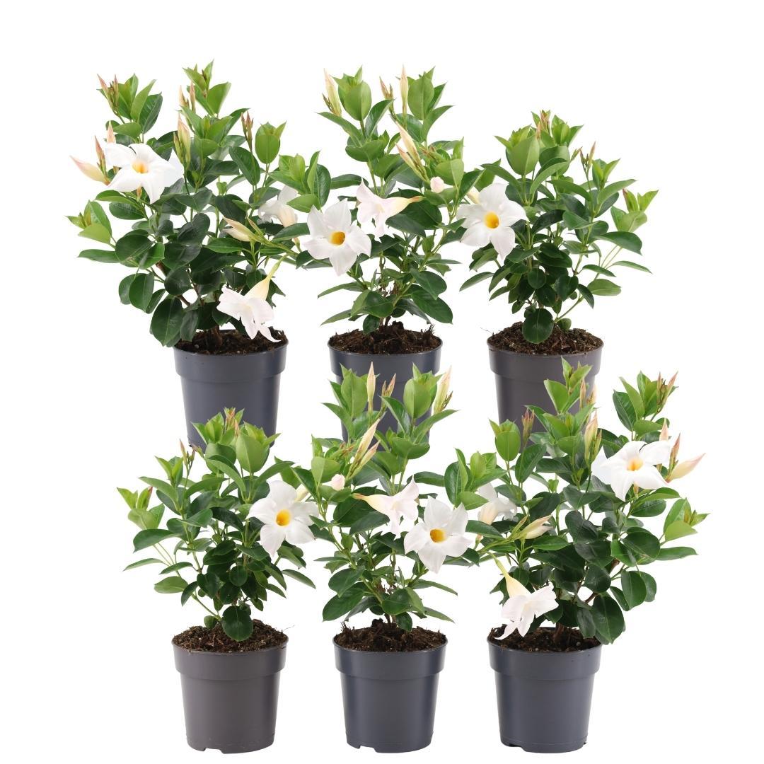 6 x Dipladenia white - Mandevilla white Ø12 cm - ↕25 cm bei Pflanzfix24