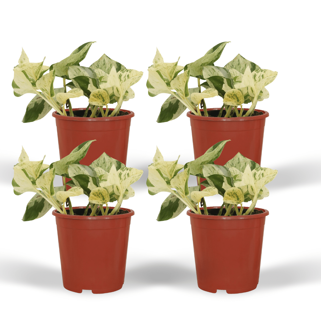 4x Epipremnum Happy Leaf - Scindapsus - 15cm - ø12 bei Pflanzfix24.de - Pflanzfix24.de