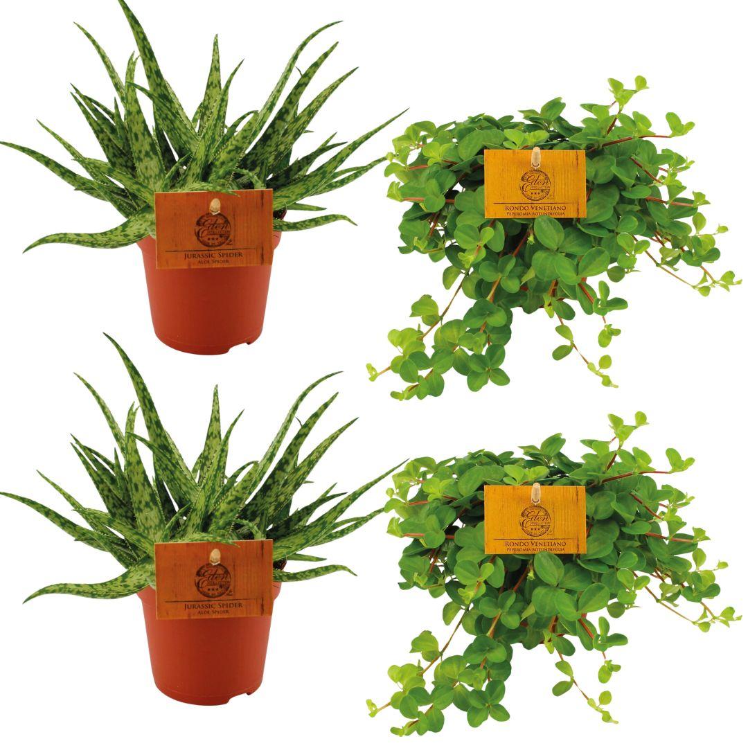 2x Aloe Spider + 2x Peperomia Rotundifolia - 4 Stück - Ø10.5cm bei Pflanzfix24