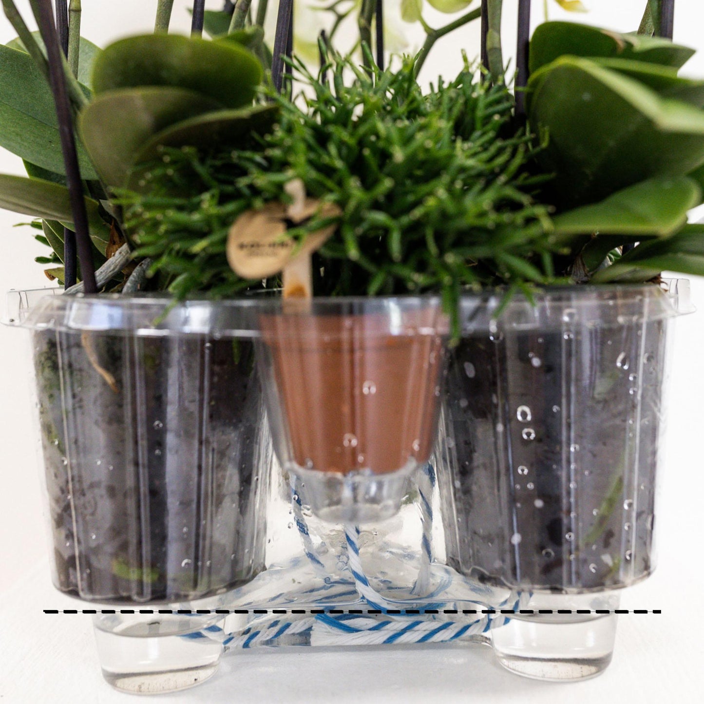 Rosa Orchideen-Set im Baumwollkorb mit Wassertank – 3x Orchidee & 3x Grünpflanzen | Pflanzfix24.de - Pflanzfix24.de