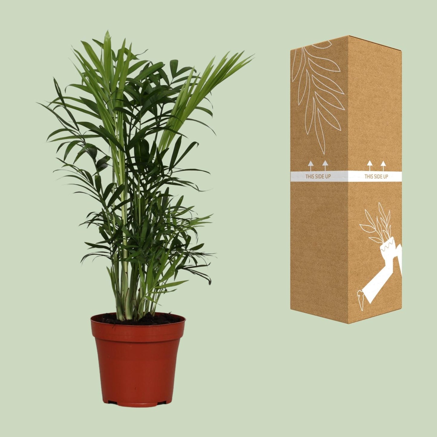 Chamaedorea Elegans - Ø12cm - ↕40cm bei Pflanzfix24.de - Pflanzfix24.de