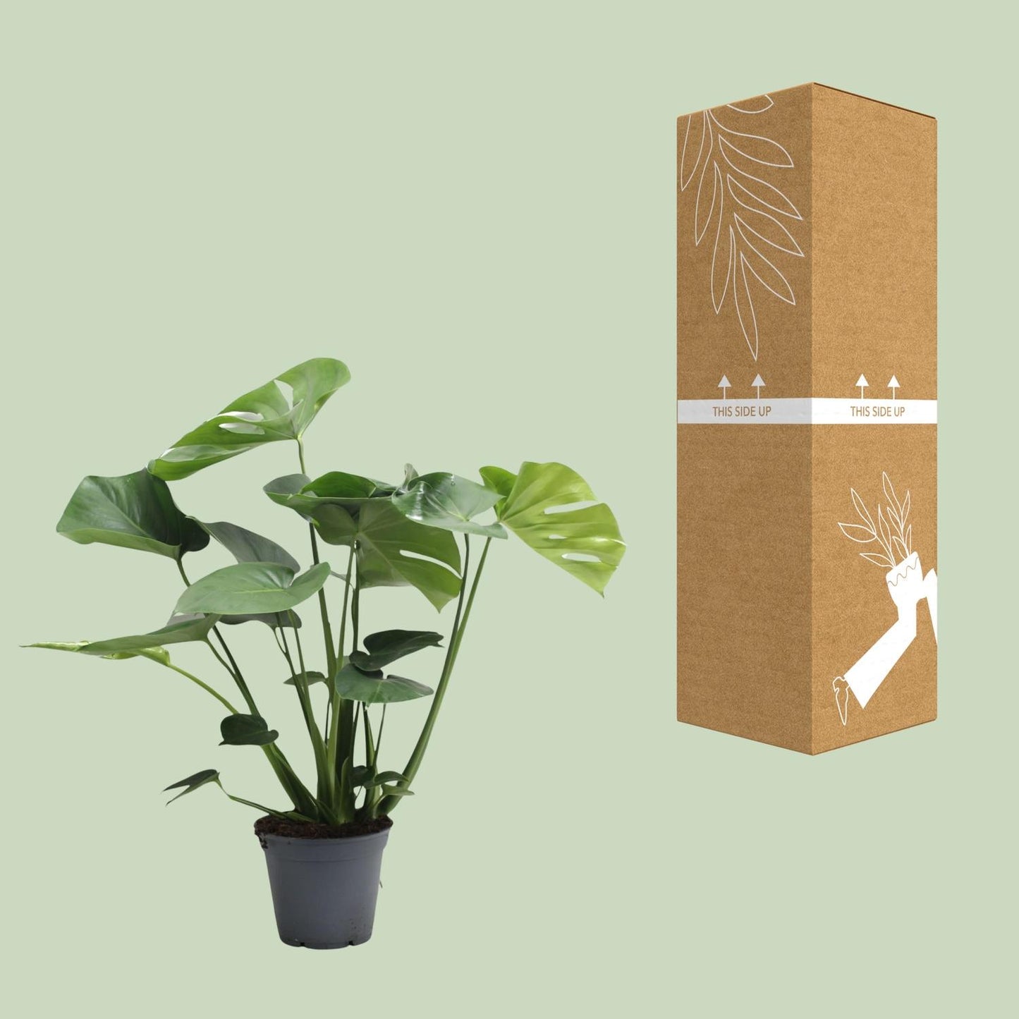 Monstera Deliciosa Tauerii - Zimmerpflanze im 17 cm Topf - Pflanzfix24
