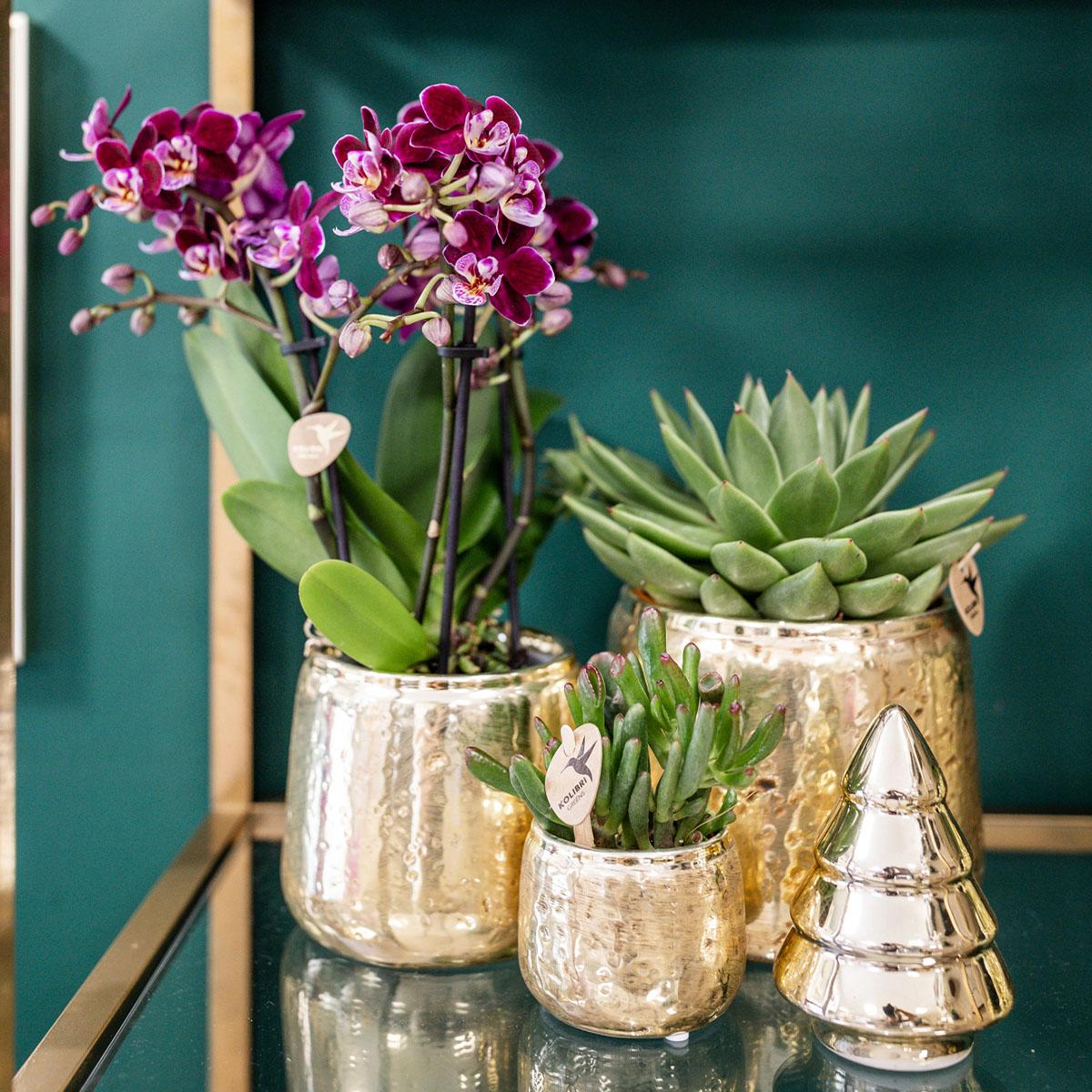 Phalaenopsis Orchidee Rosa-Lila Ø9cm mit Goldtopf – Pflanzfix24
