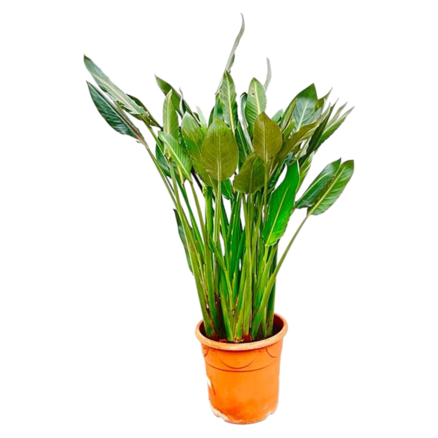 Strelitzia Reginae XL 160cm ⌀30 cm – Paradiesvogel Pflanze – Pflanzfix24.de - Pflanzfix24.de