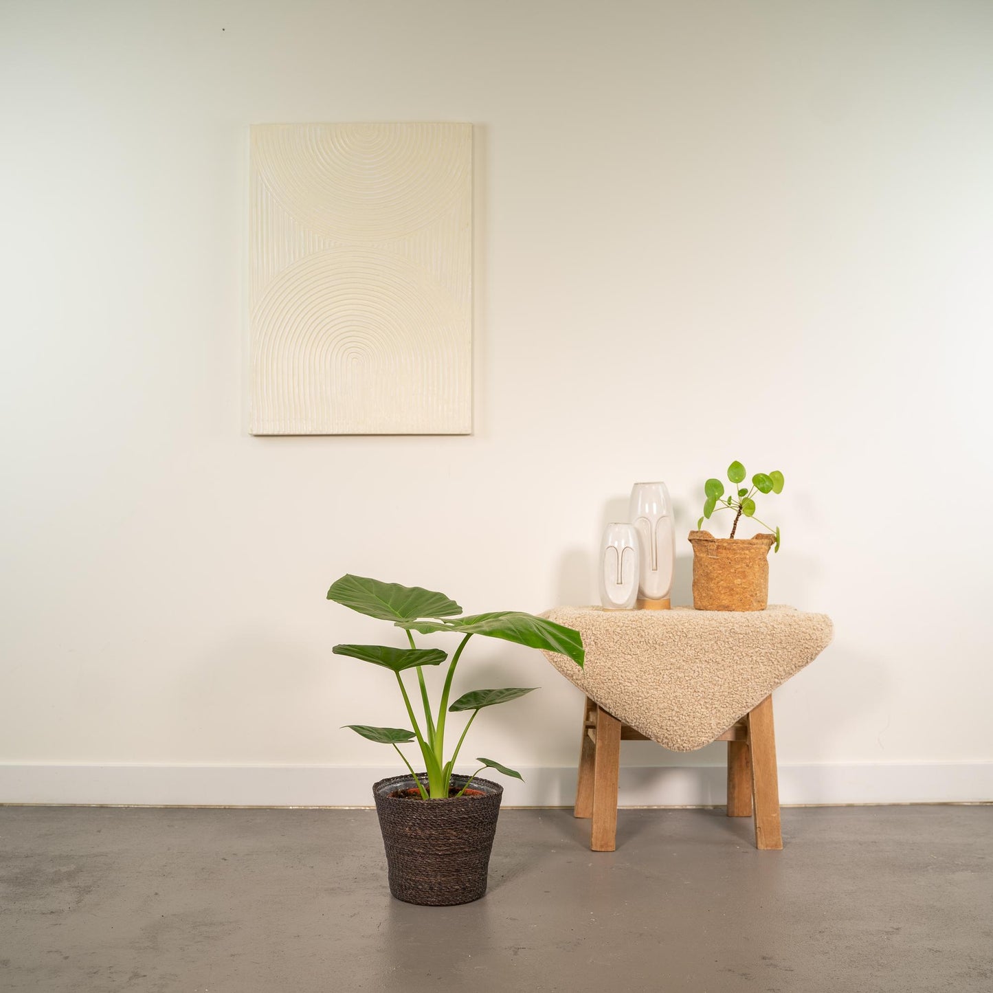 Alocasia Macrorrhiza - Ø19cm - ↕70cm + Korb Igmar - Pflanzfix24