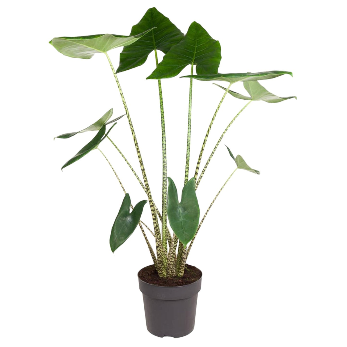 Alocasia Zebrina - 130 cm - ø32 bei Pflanzfix24.de - Pflanzfix24.de