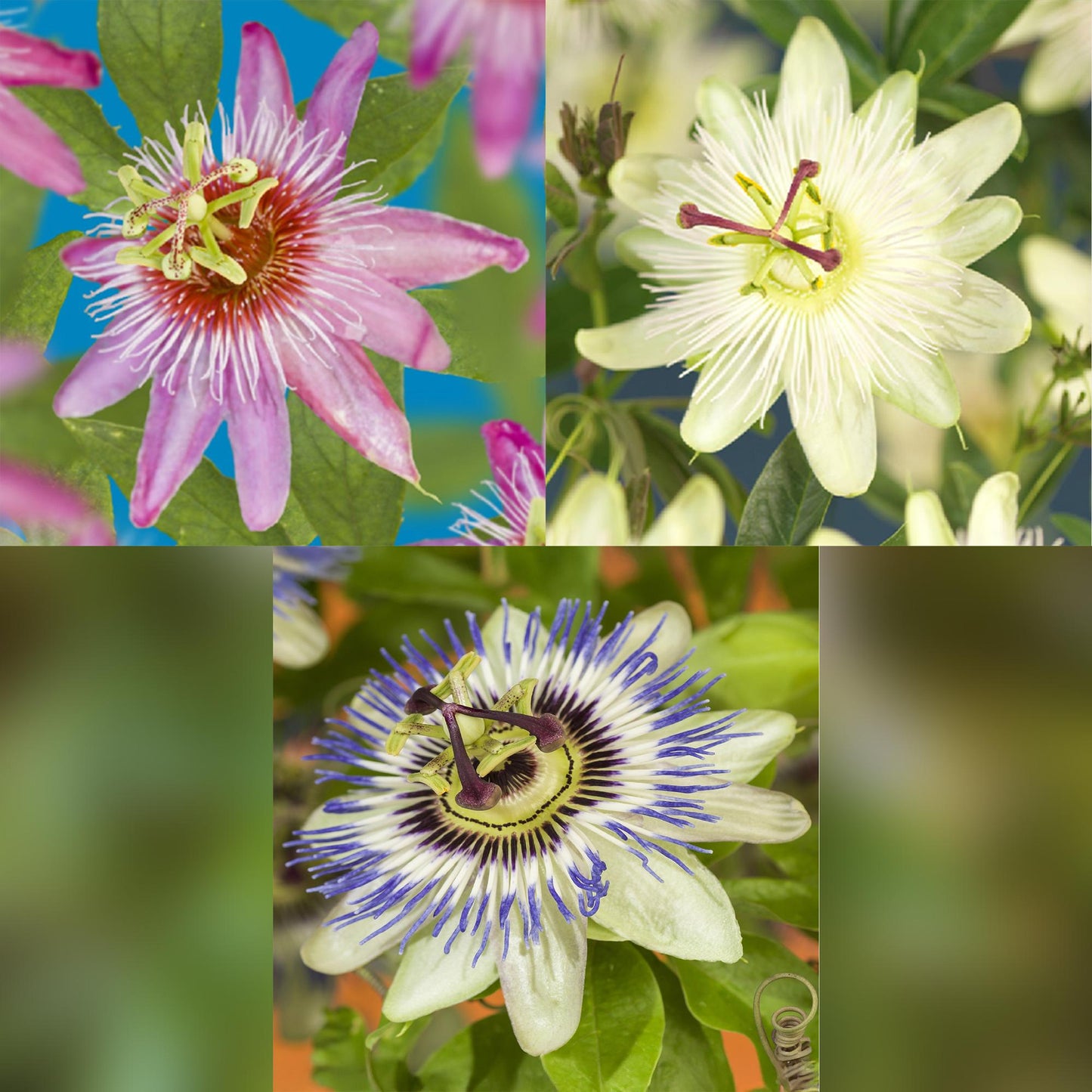 Passiflora Tricolour - 3 Pflanzen - Topf 11cm - Pflanzfix24.de - Pflanzfix24.de