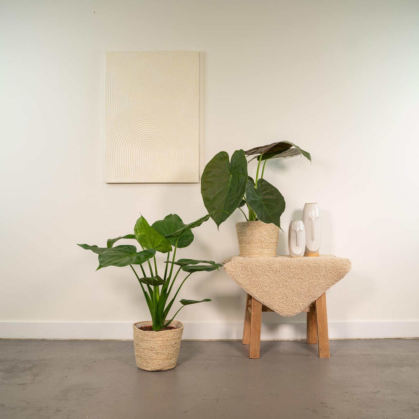 Alocasia Cucullata & Wentii Set + Korb - Pflanzfix24.de - Pflanzfix24.de