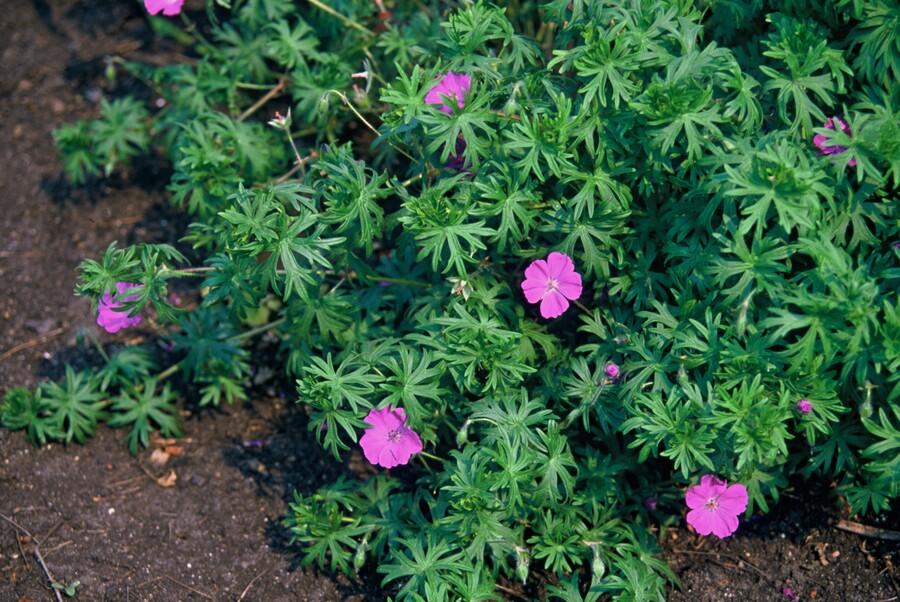 20x Geranium 'Tiny Monster' - Pflanzfix24.de - Höhe 10-25cm, Topfgröße Ø9cm - Pflanzfix24.de