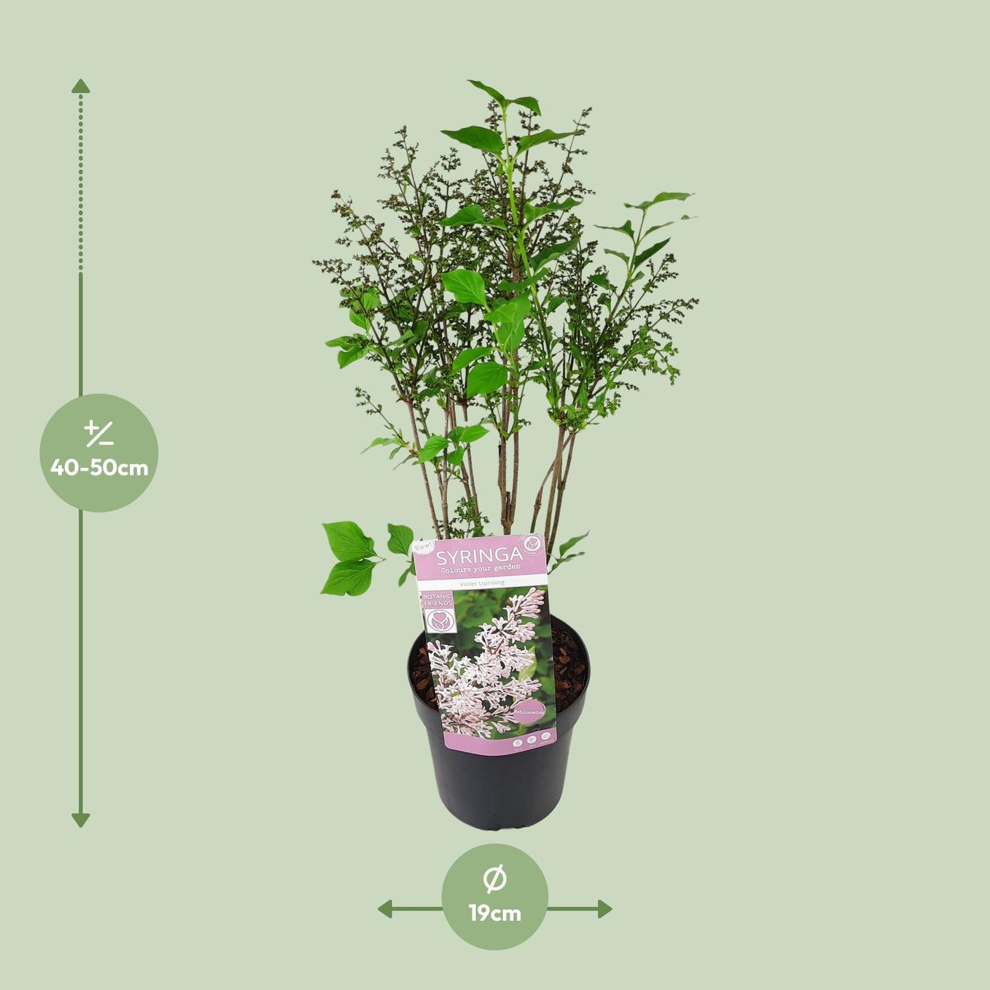 Syringa pat. 'Violet Uprising' - Ø19cm- ↕35cm - Pflanzfix24