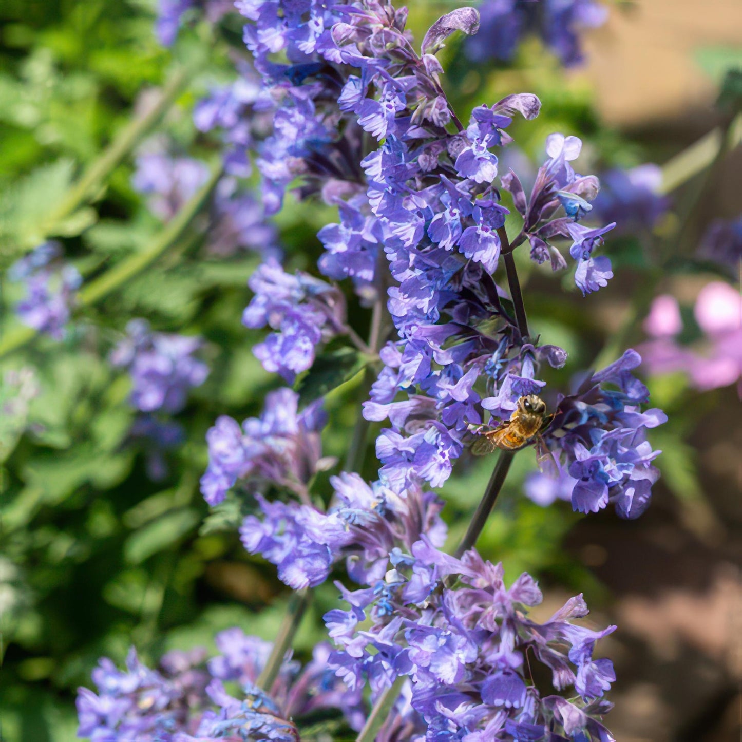 6x Nepeta 'Six Hills Giant' Ø9cm | Pflanzfix24