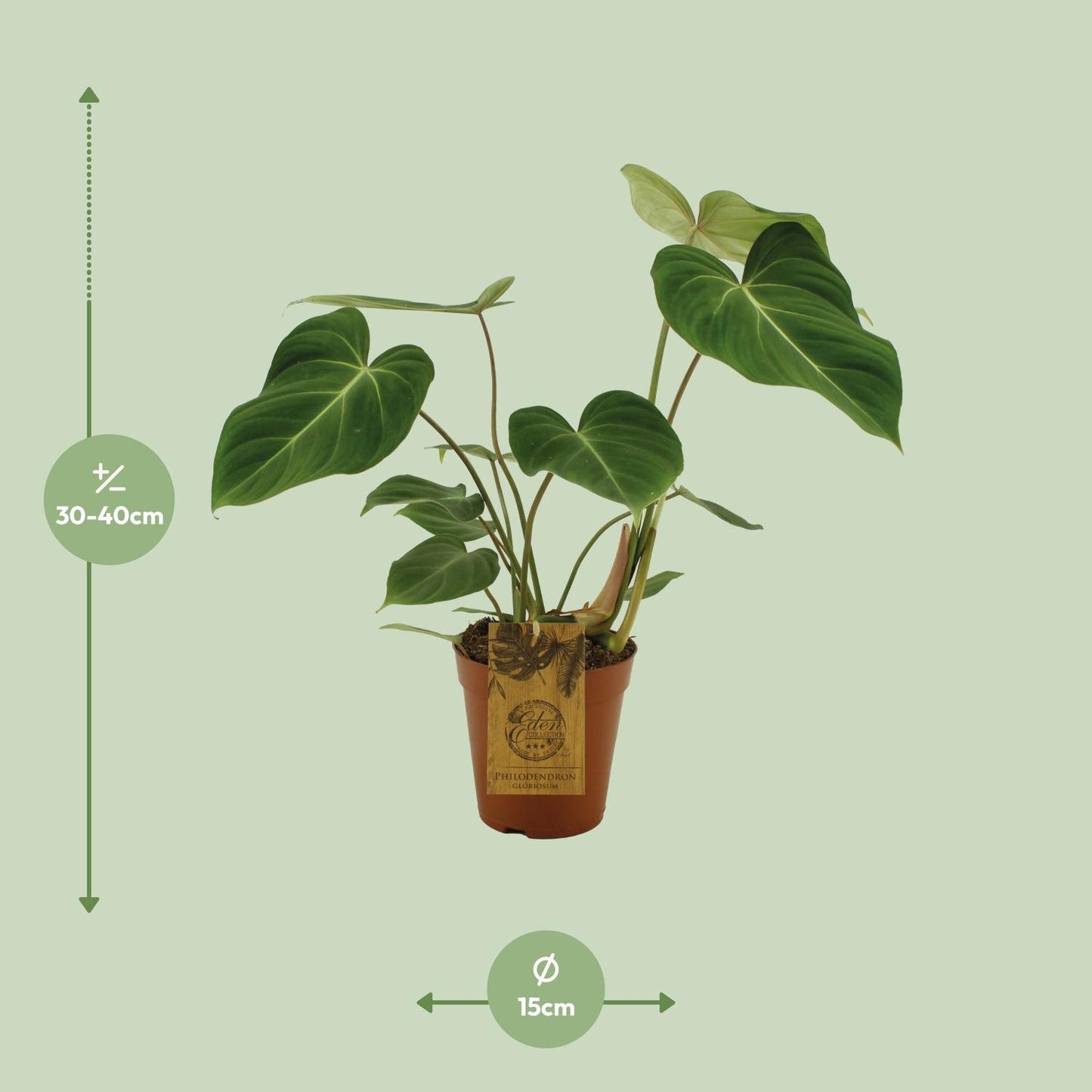 Philodendron Gloriosum Ø15cm – Samtblatt Zimmerpflanze | Pflanzfix24.de - Pflanzfix24.de