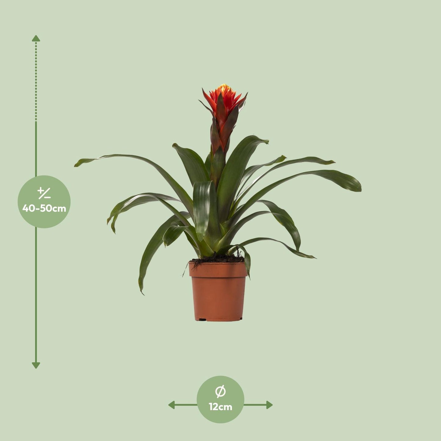 Guzmania Happiness - Ø12 ↕45 - Pflanzfix24.de - Pflanzfix24.de