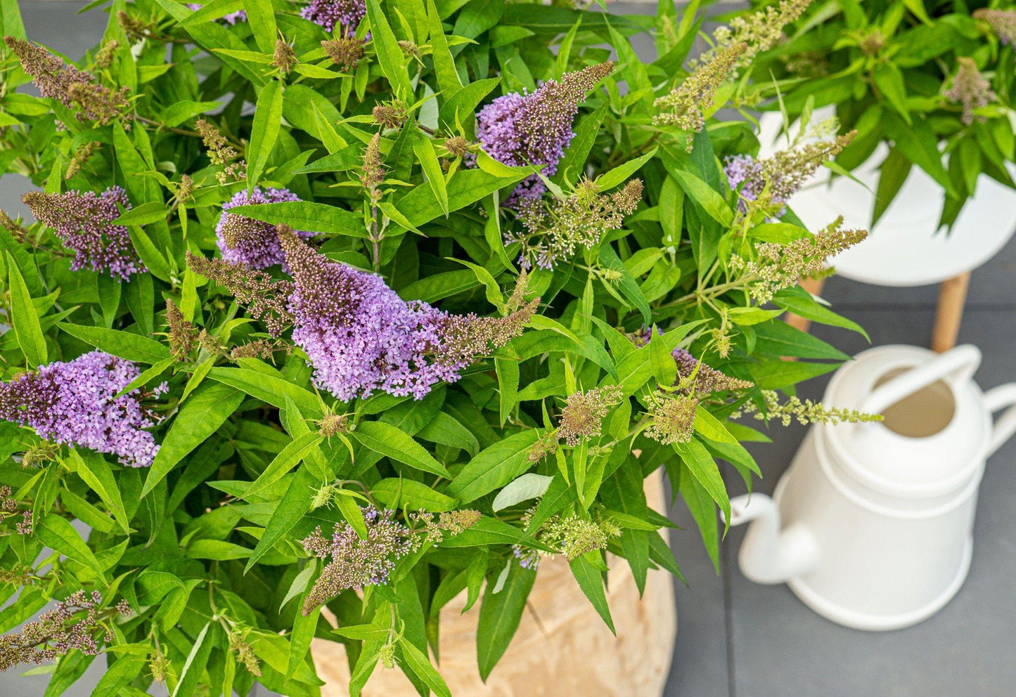 Buddleja dav. 'Butterfly Candy Little Lila' - Ø19cm - ↕25cm - Pflanzfix24