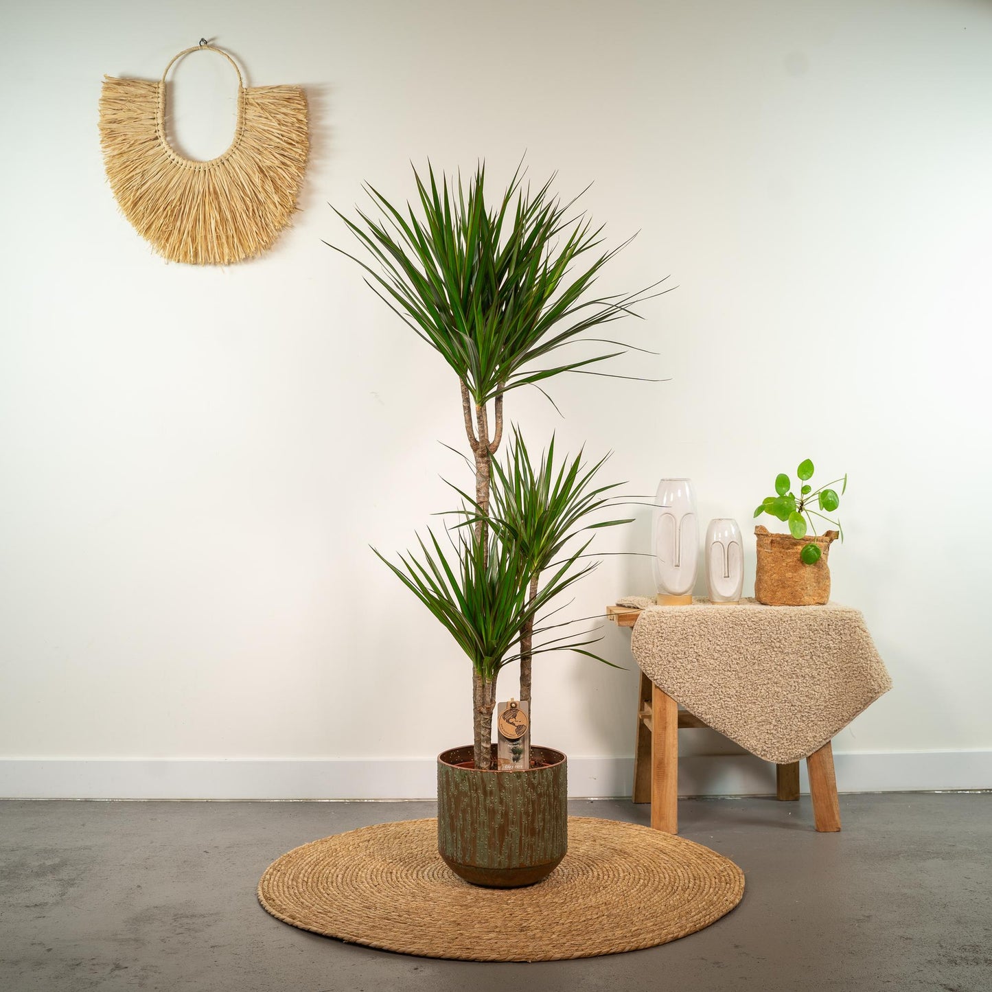Dracaena Marginata - Ø21cm - ↕120cm - Pflanzfix24.de - Pflanzfix24.de