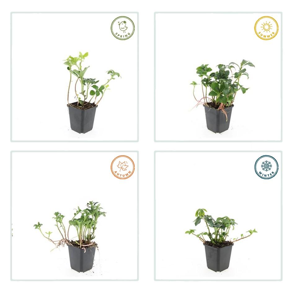 12x Pachysandra 'Green Sheen' – immergrüner Bodendecker | Pflanzfix24.de - Pflanzfix24.de