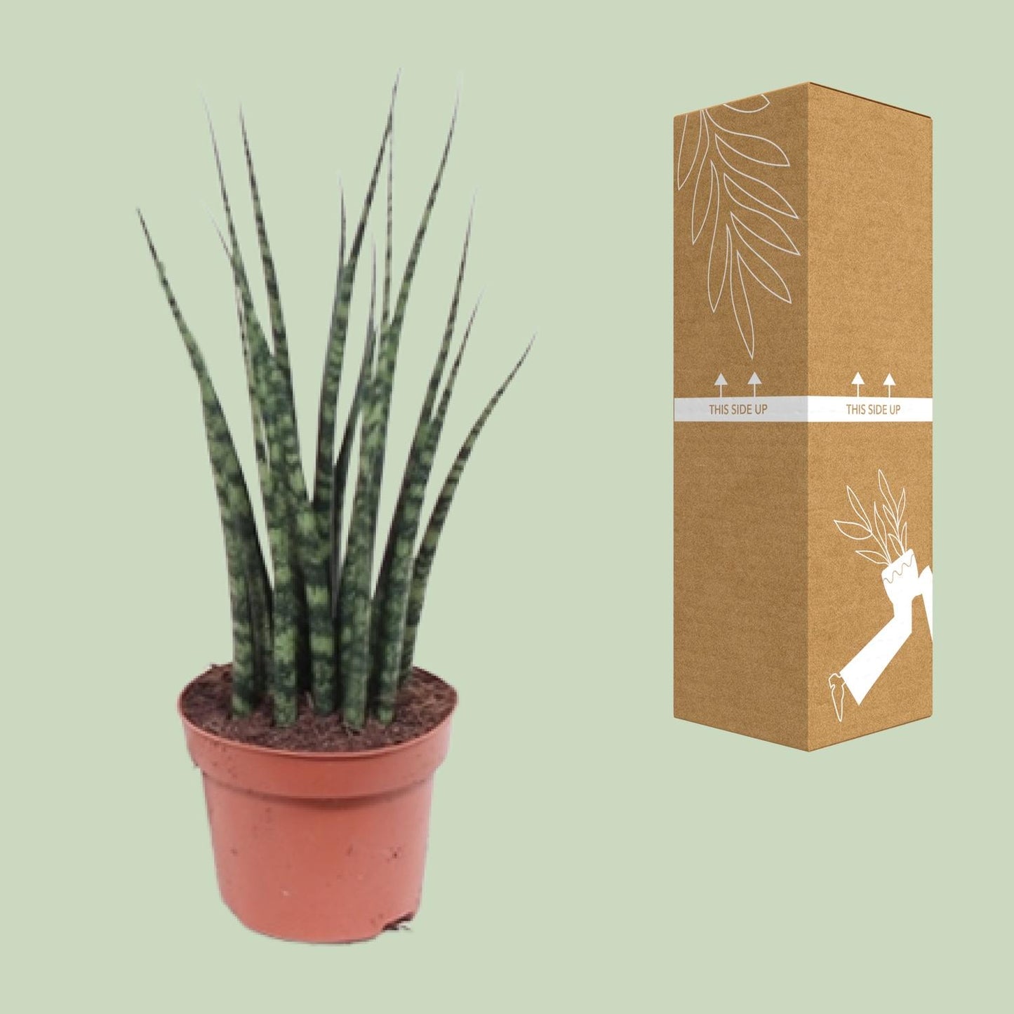 Sansevieria Fernwood Mikado Ø12cm – 40cm hoch | Pflanzfix24.de - Pflanzfix24.de