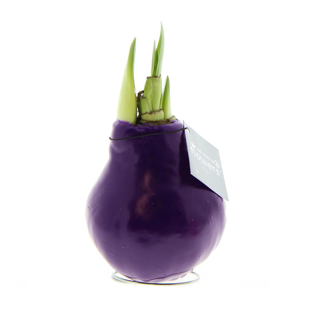 No Water Flowers® (wax amaryllis) | Waxz® Colours - Purple + Red flower - Pflanzfix24