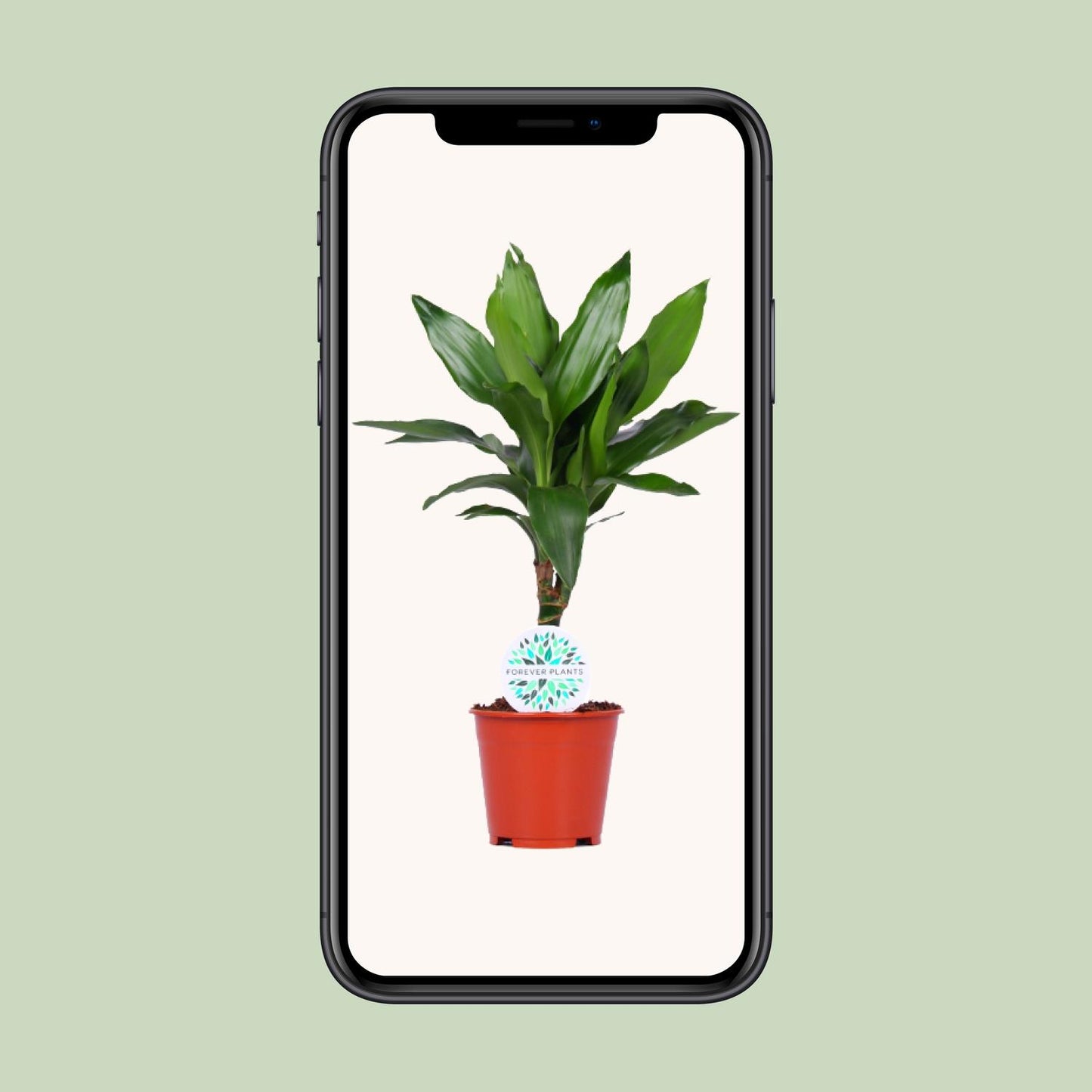Dracaena Janet Lind - Ø14cm - ↕55cm - Pflanzfix24