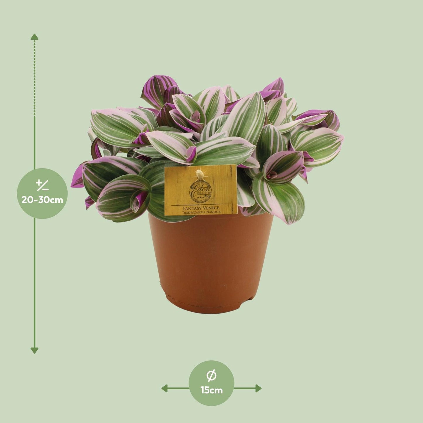 Tradescantia Nanouk - Ø15cm - ↕25cm | Pflanzfix24