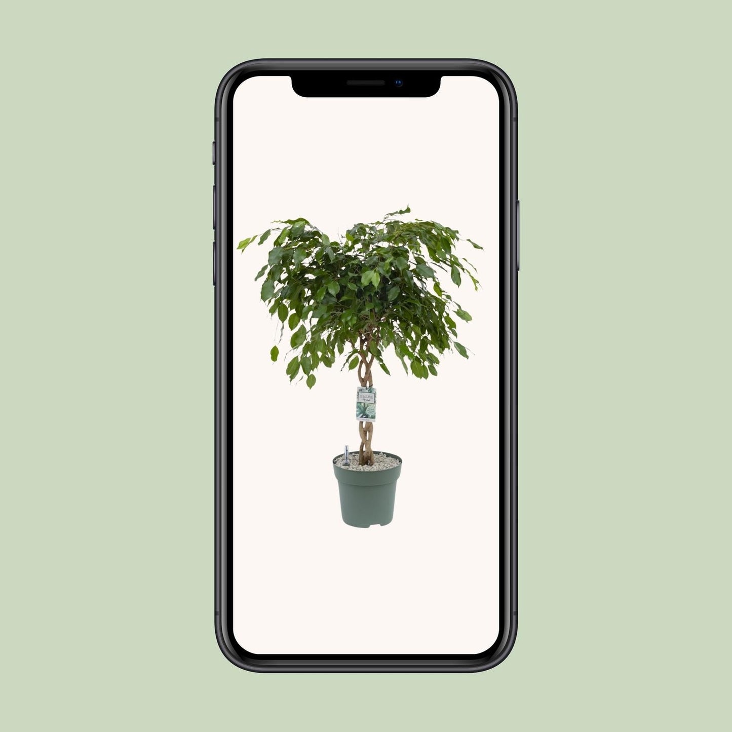Ficus Adora / Exotica - Ø27cm - ↕120cm - Pflanzfix24
