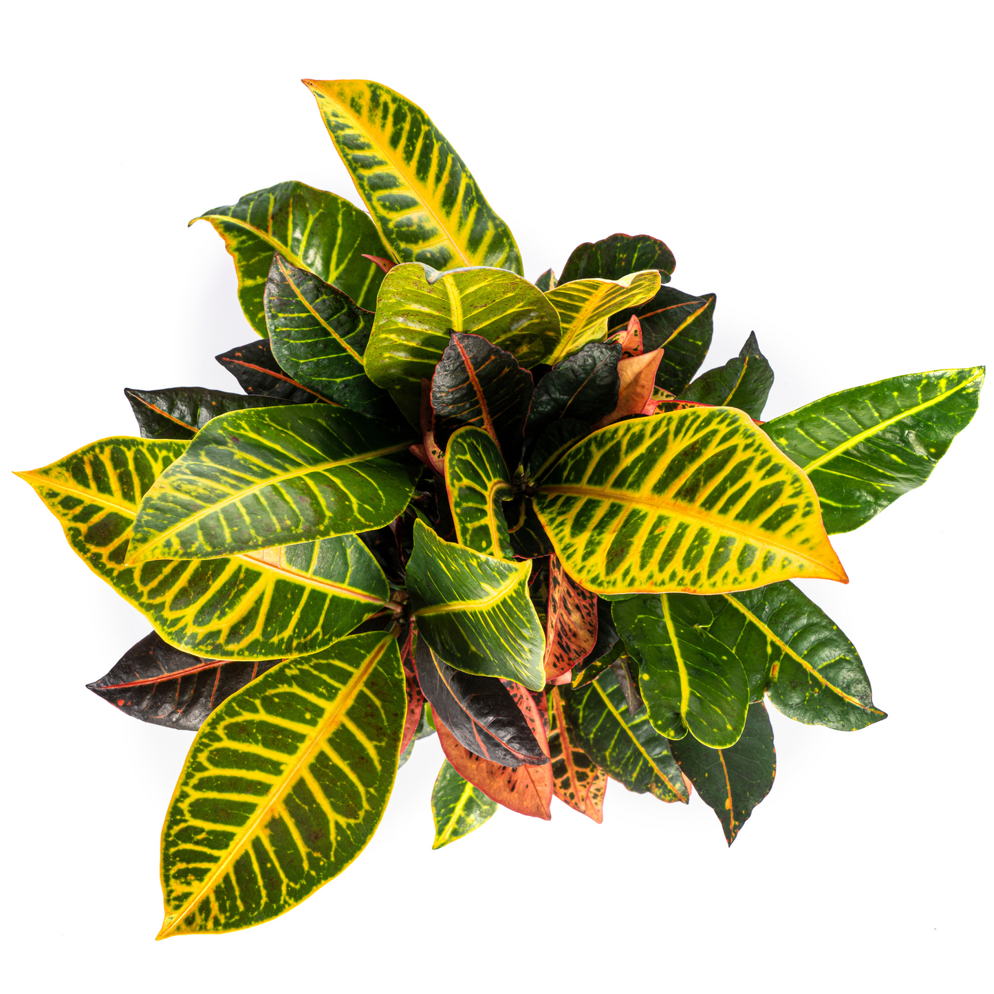 Codiaeum 'Croton' Petra Ø17cm - ↕40 - 60cm - Pflanzfix24