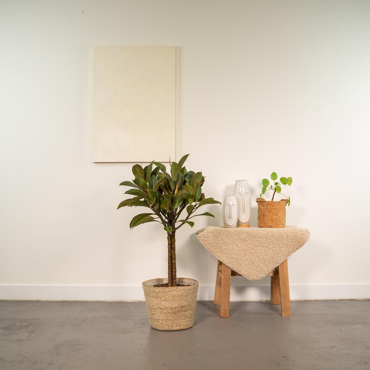 Ficus elastica Melany Stiel + Körbchen Selin - ↨90cm - Ø21cm bei Pflanzfix24