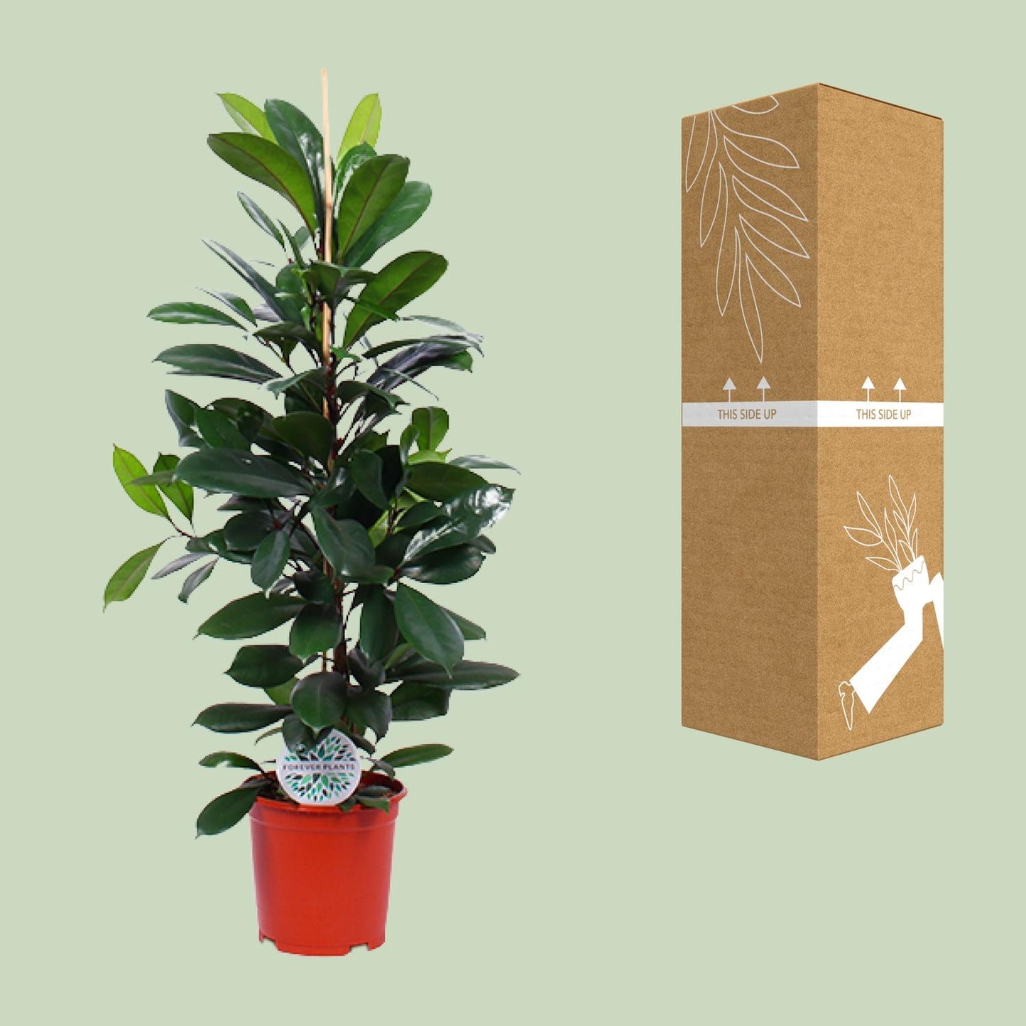Ficus Cyathistipula - Ø21cm - pflanzfix24