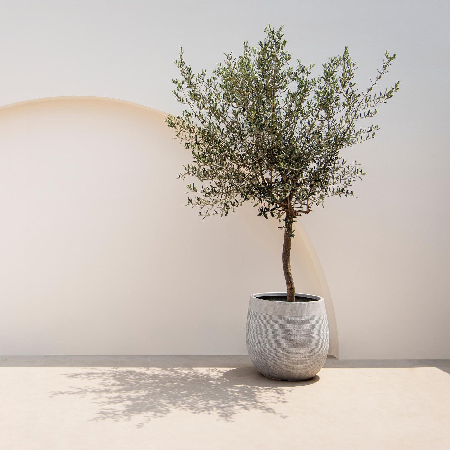 Olea Europaea - Olivenbaum auf Stamm - Terrassenpflanze - Immergrün - Topf 19cm Höhe 90cm - Pflanzfix24.de - Pflanzfix24.de