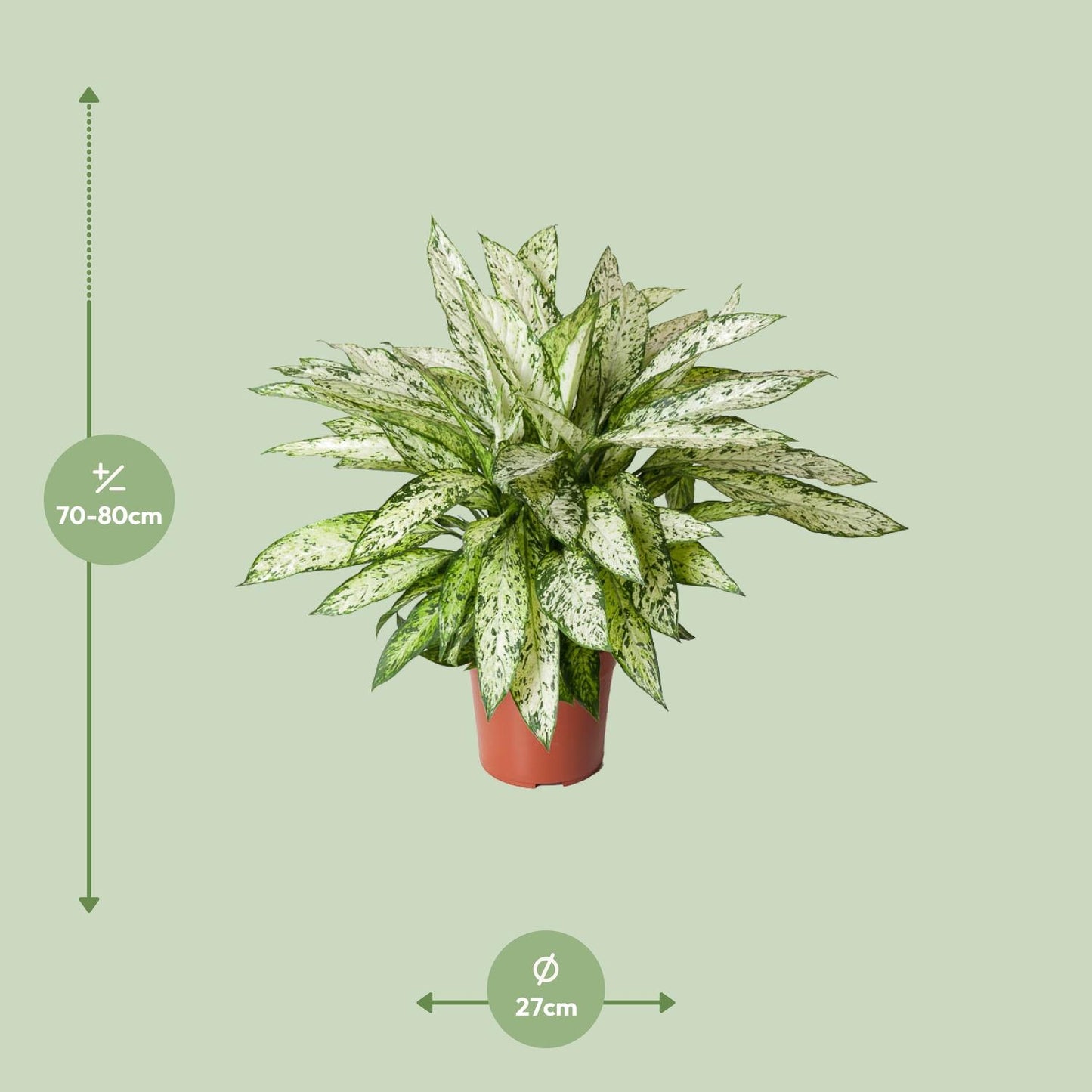 Dieffenbachia Vesuvius - Ø27cm - ↕80cm - Pflanzfix24.de - Pflanzfix24.de