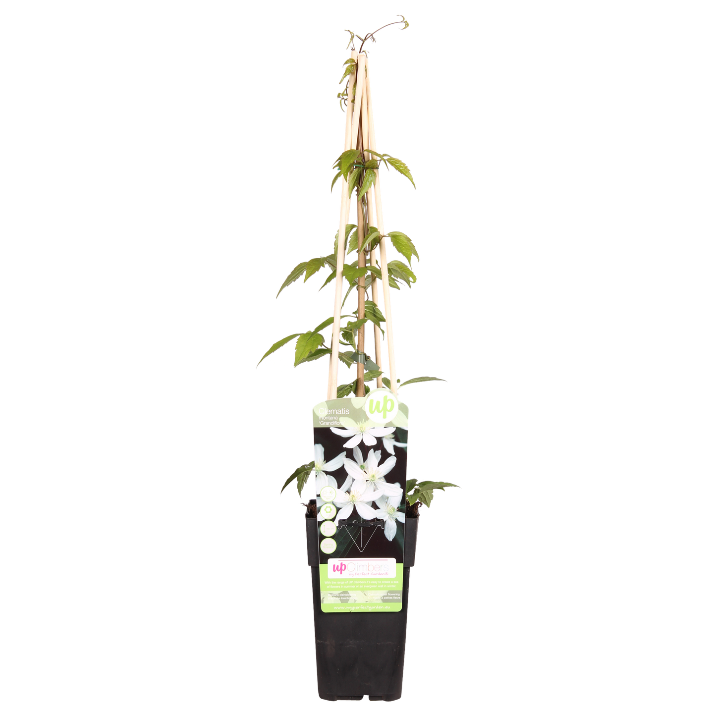 Clematis Montana 'Grandiflora' - 65cm - Ø15 - Pflanzfix24.de - Pflanzfix24.de