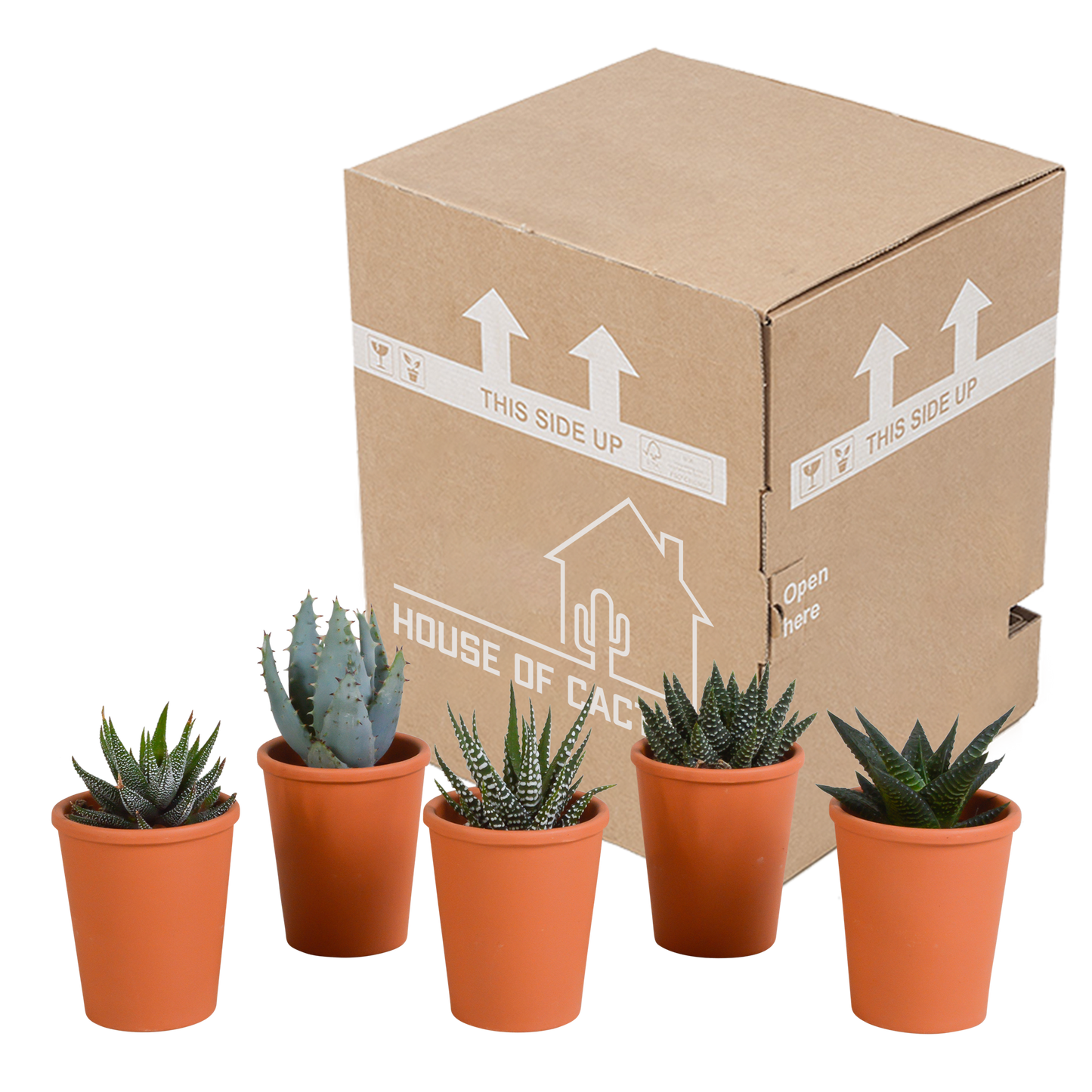 Gasteria/Haworthia-Mischung 5,5cm - 5x - in terracotta pot - Pflanzfix24.de - Pflanzfix24.de