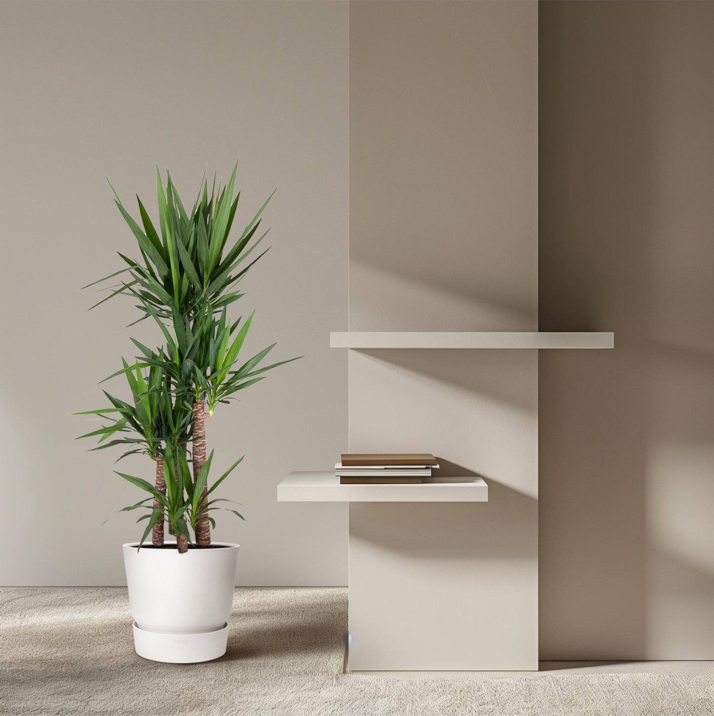 Yucca Elephantipes 180 cm – Pflanzfix24.de - Pflanzfix24.de