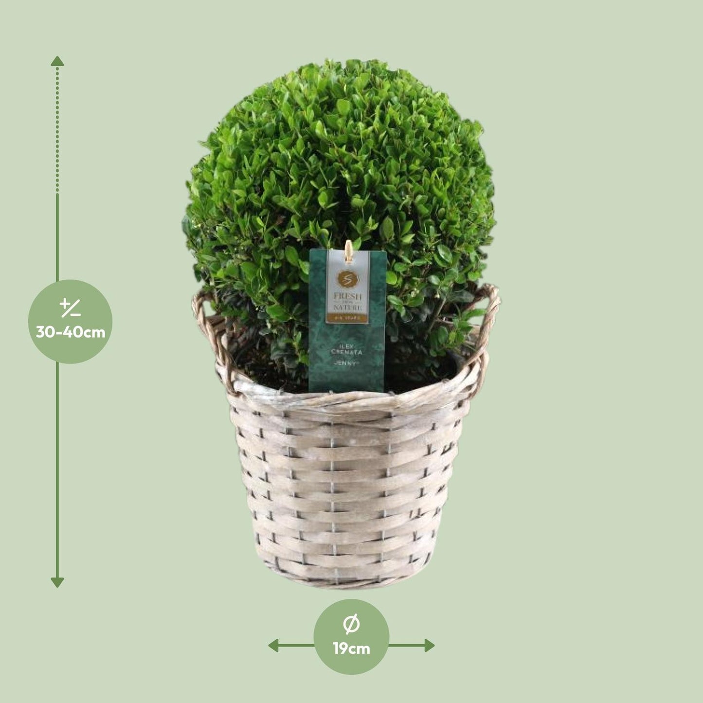 Ilex Crenata 'Jenny'® Ball Ø20cm P17 In Basket - Pflanzfix24