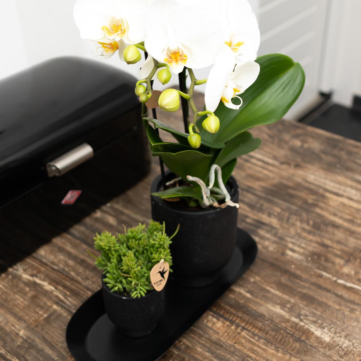 Ovales Tablett Schwarz Ø30cm – Kolibri Home | Pflanzfix24.de - Pflanzfix24.de